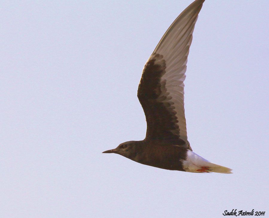 White-winged Tern