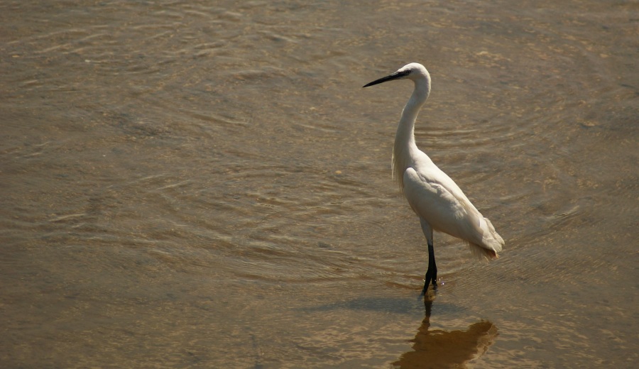Little Egret