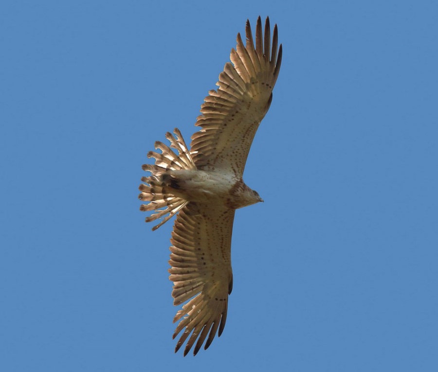 Short-toed Snake Eagle