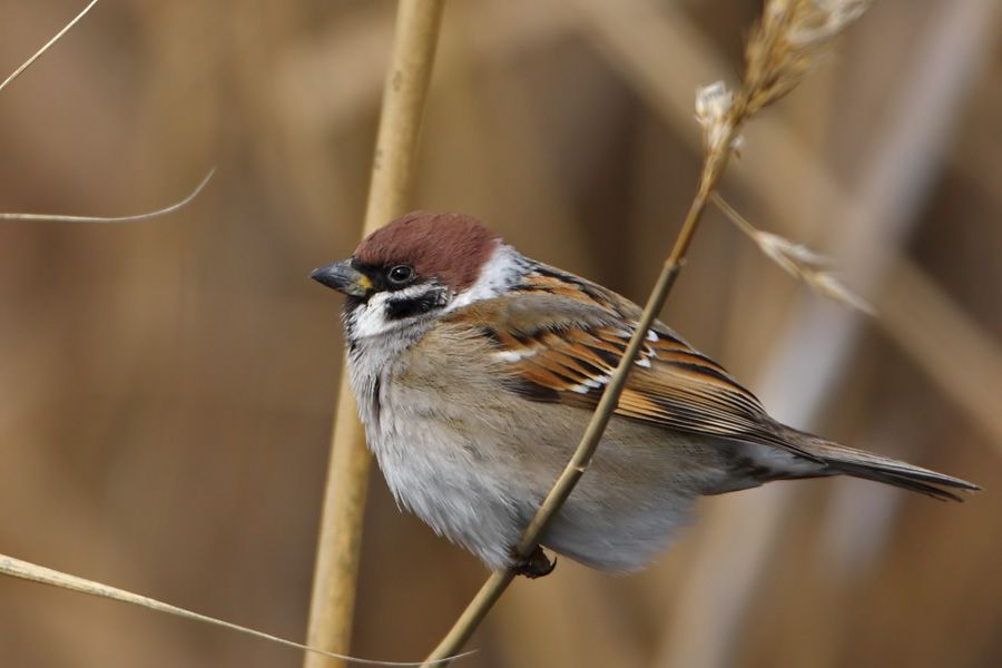 Eurasian Tree Sparrow