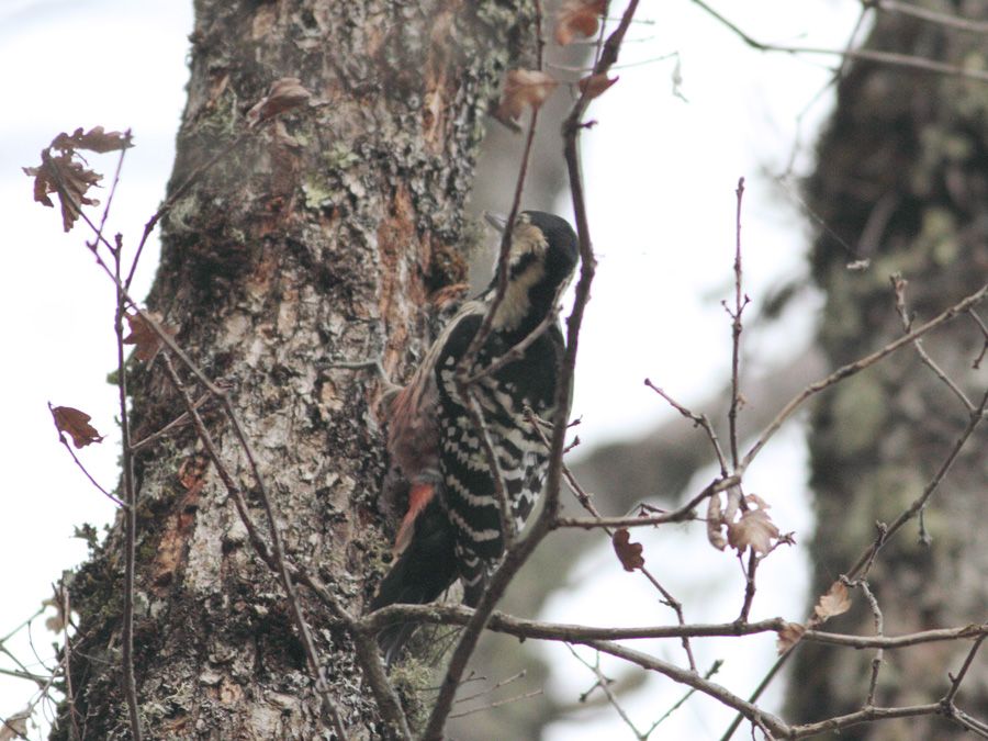 White-backed Woodpecker