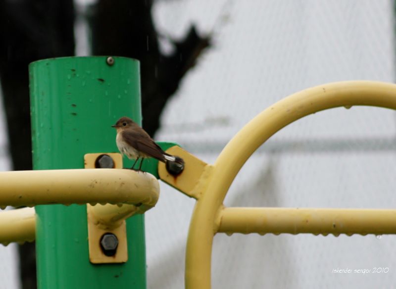 Red-breasted Flycatcher