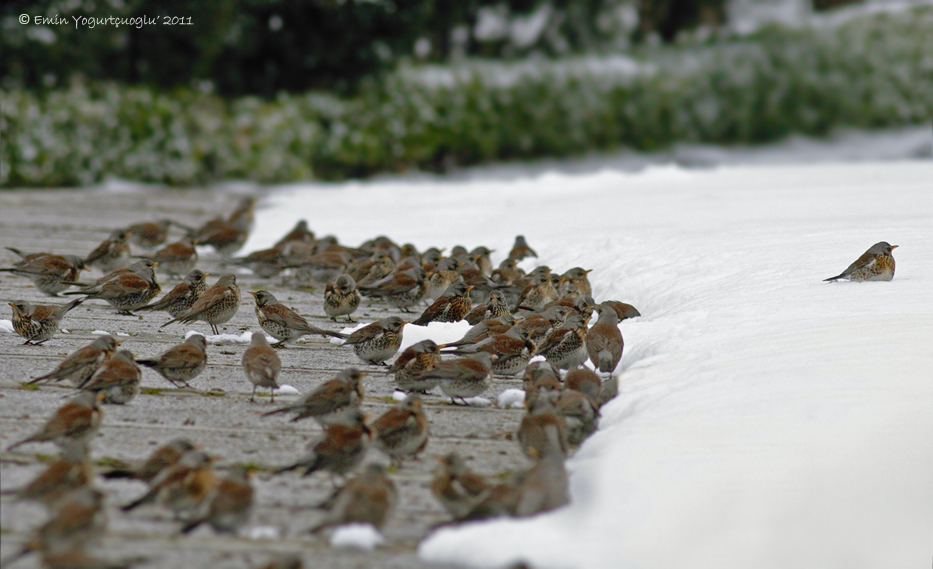 Fieldfare