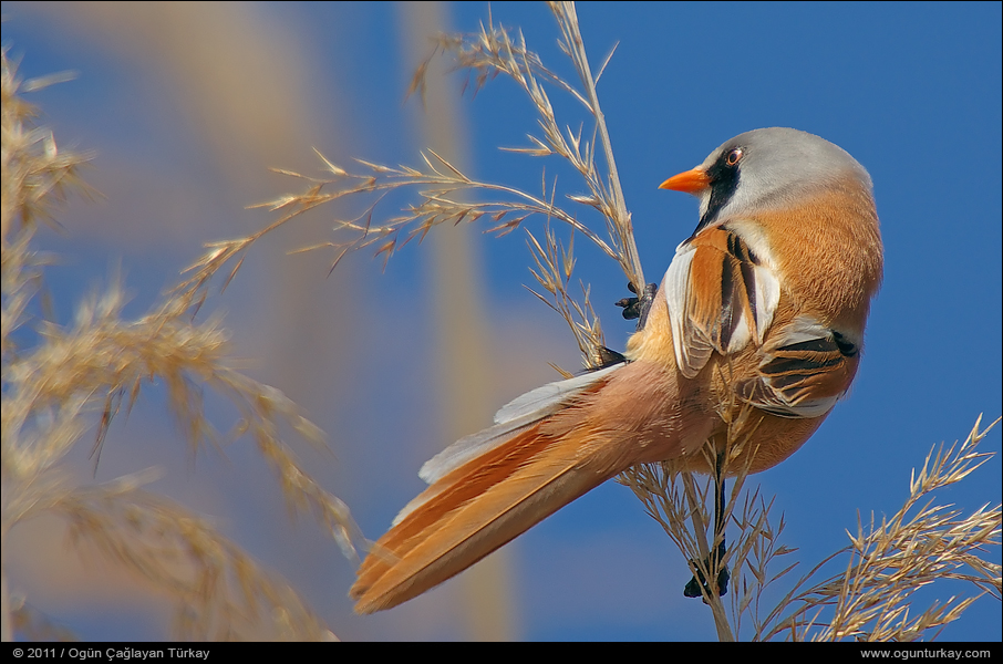 Bearded Reedling