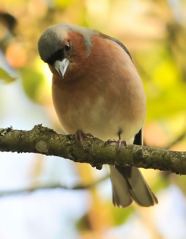 Eurasian Chaffinch