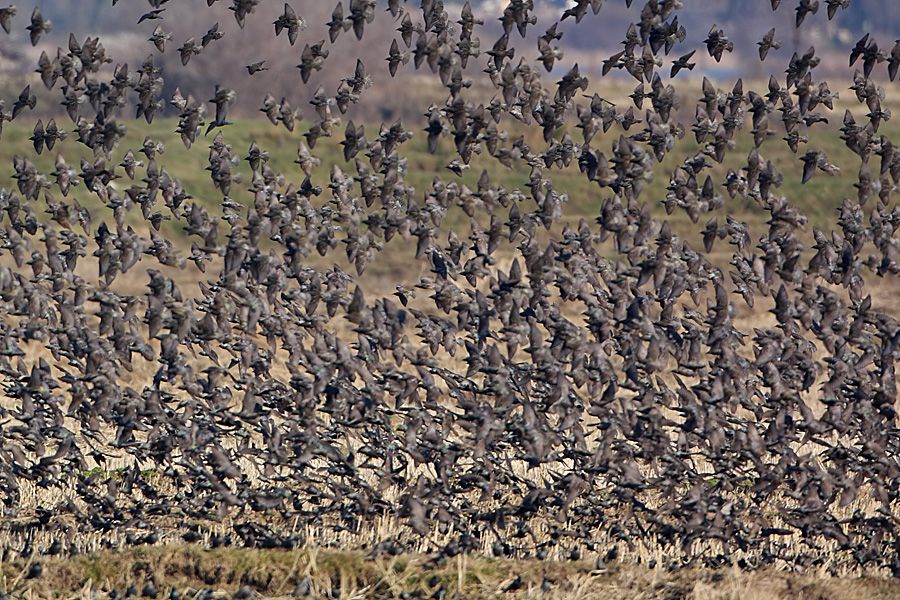 Common Starling