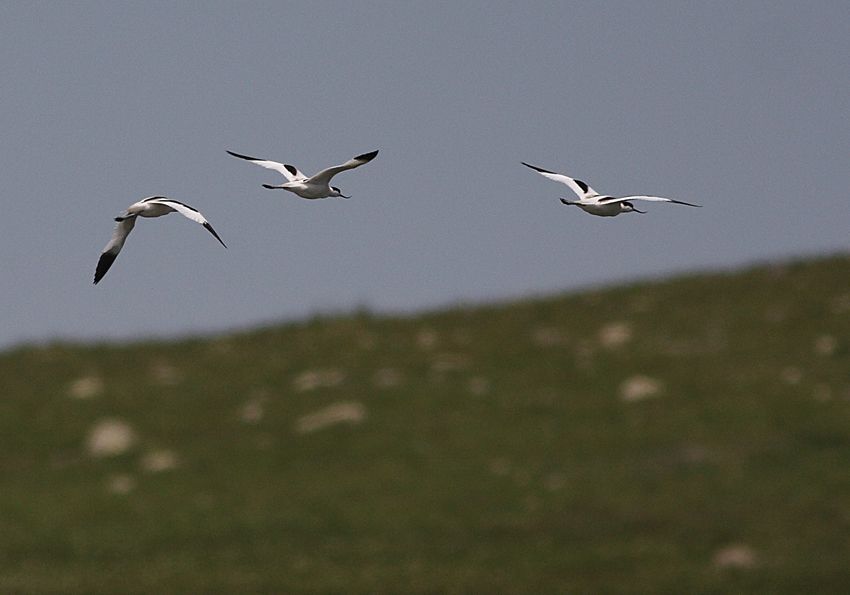 Pied Avocet