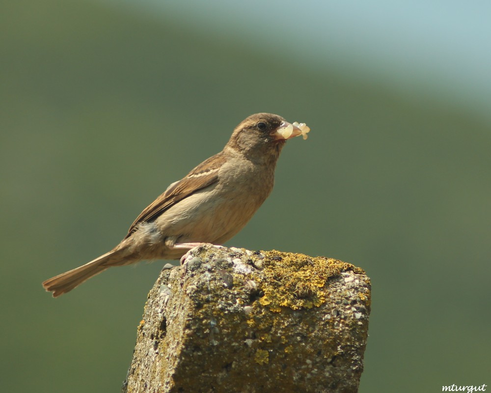 House Sparrow