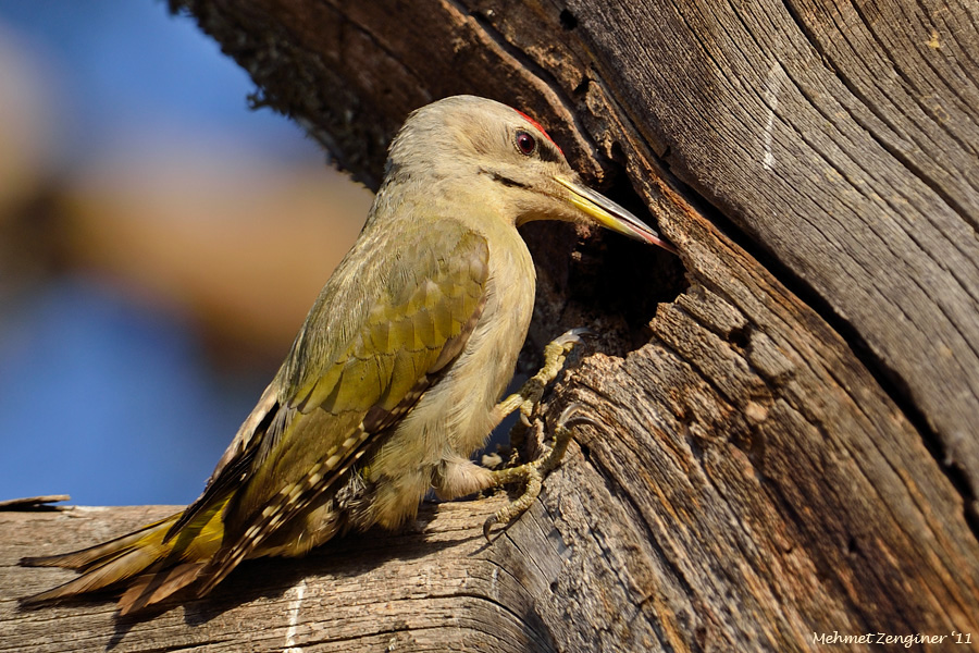 Grey-headed Woodpecker