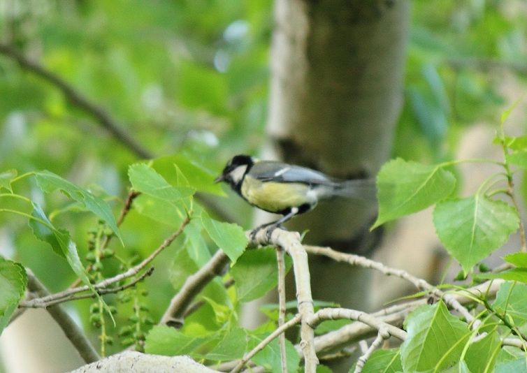 Great Tit