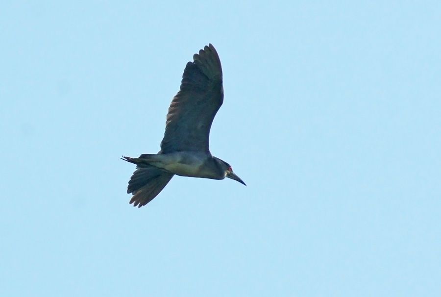 Black-crowned Night Heron