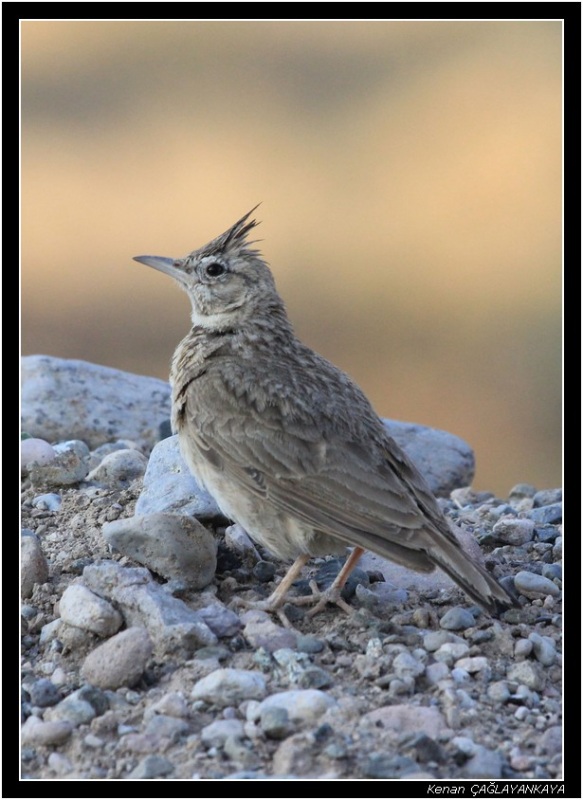 Crested Lark