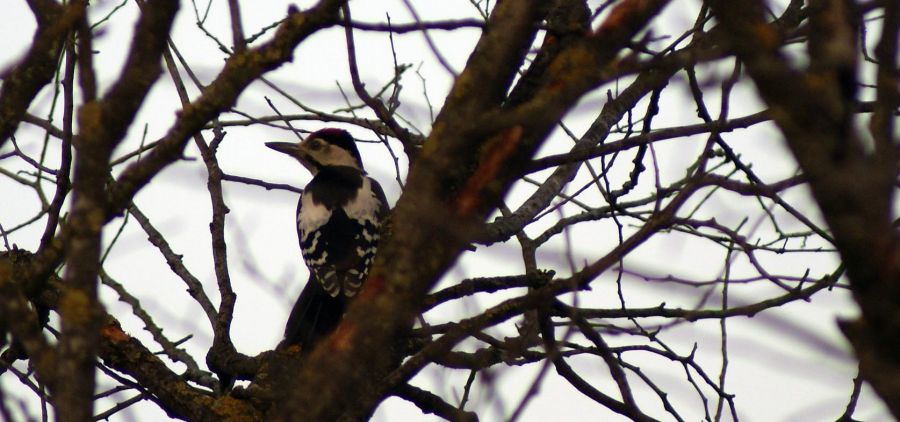 Syrian Woodpecker