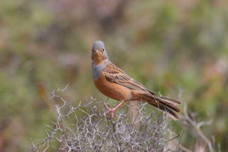 Cretzschmar`s Bunting
