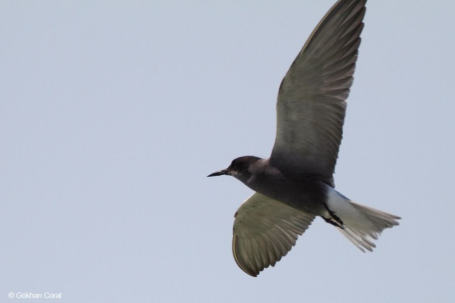 Black Tern