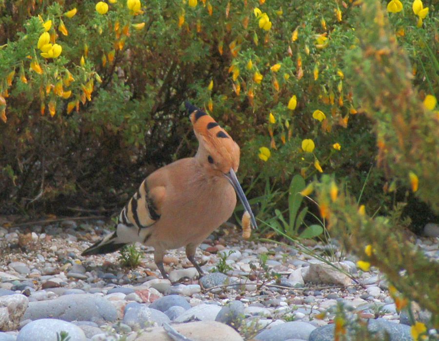 Common Hoopoe