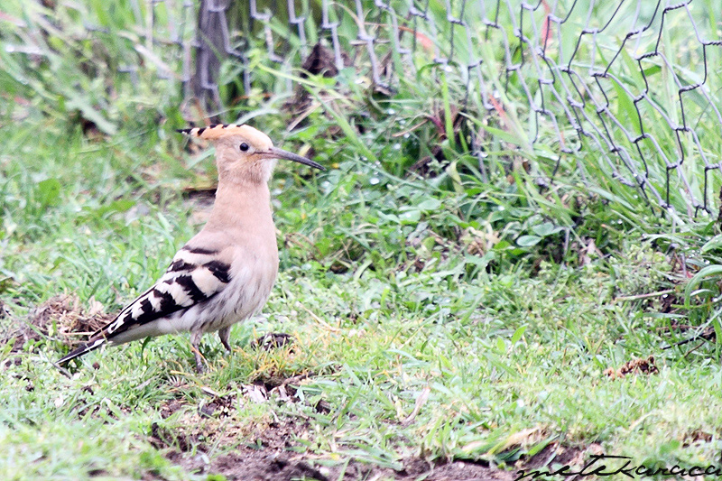 Common Hoopoe
