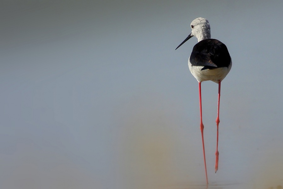 Black-winged Stilt