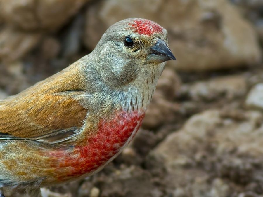 Common Linnet