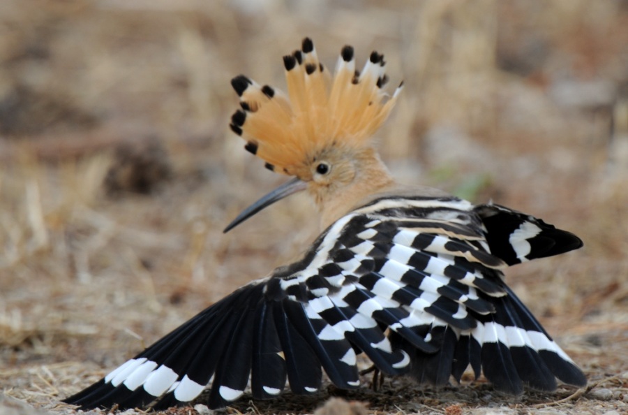 Common Hoopoe