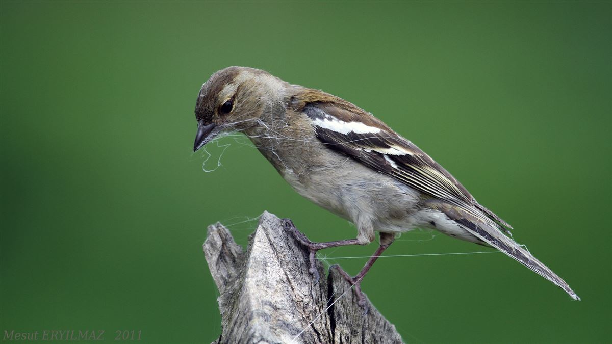 Eurasian Chaffinch