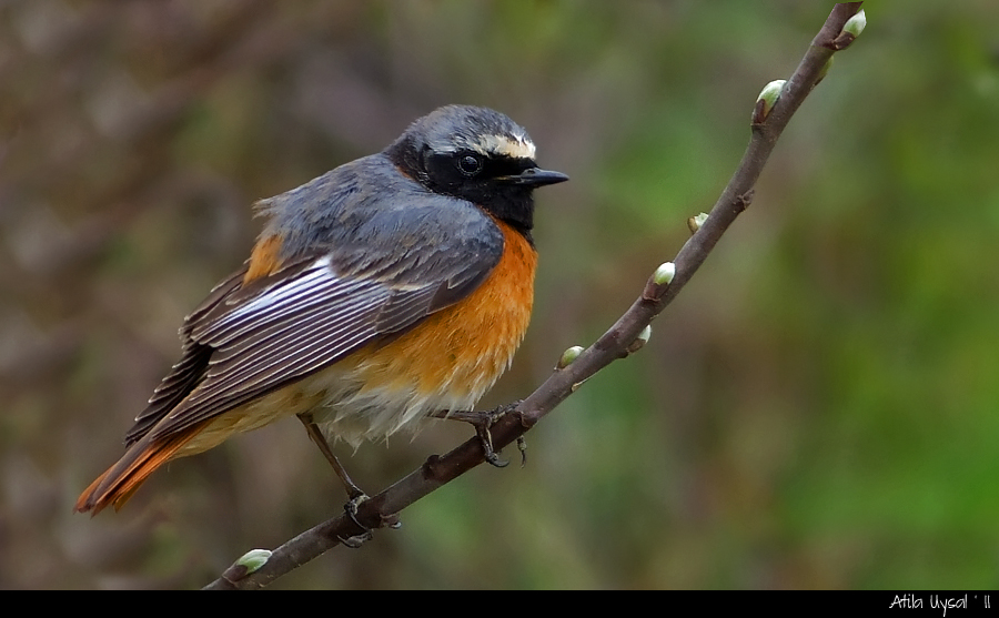 Common Redstart