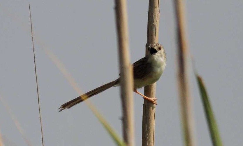 Delicate Prinia