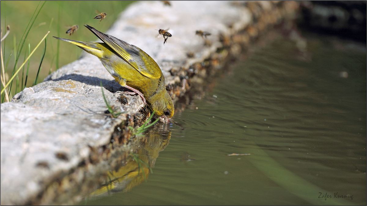 European Greenfinch