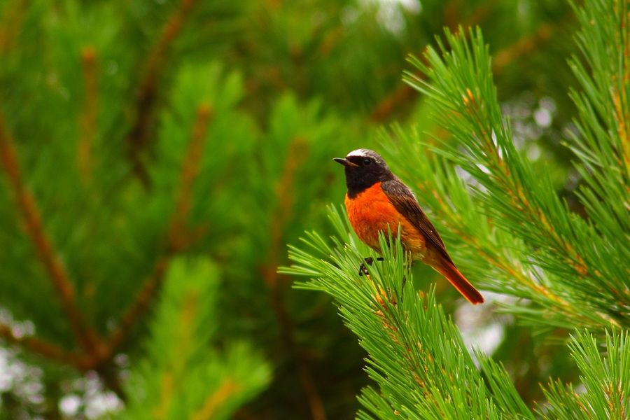 Common Redstart