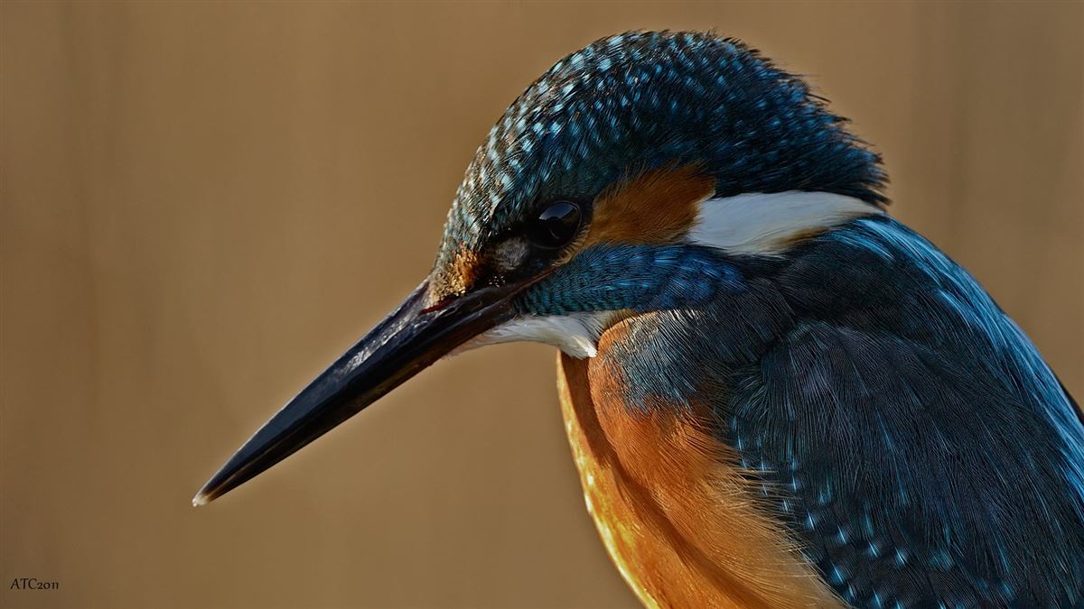 Common Kingfisher