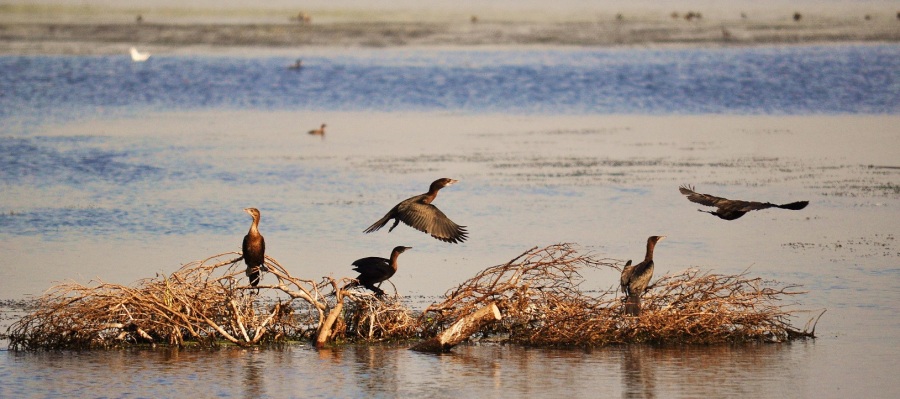 Pygmy Cormorant