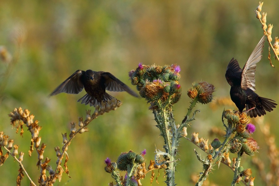 Common Starling