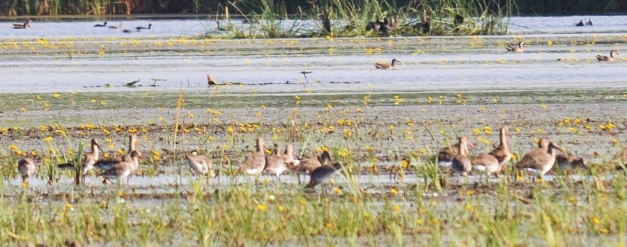 Black-tailed Godwit