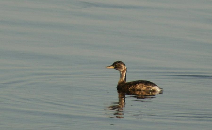 Little Grebe
