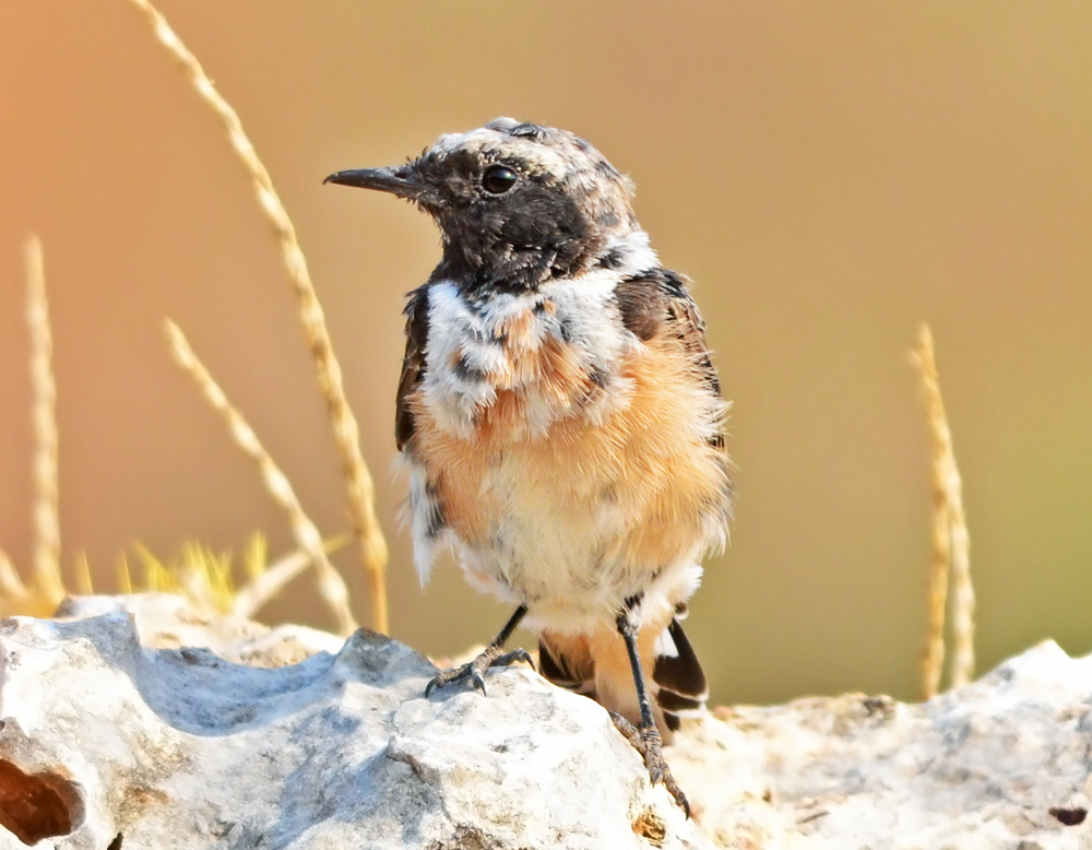 Black-eared Wheatear
