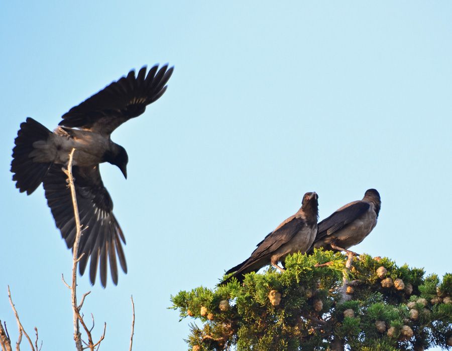 Hooded Crow