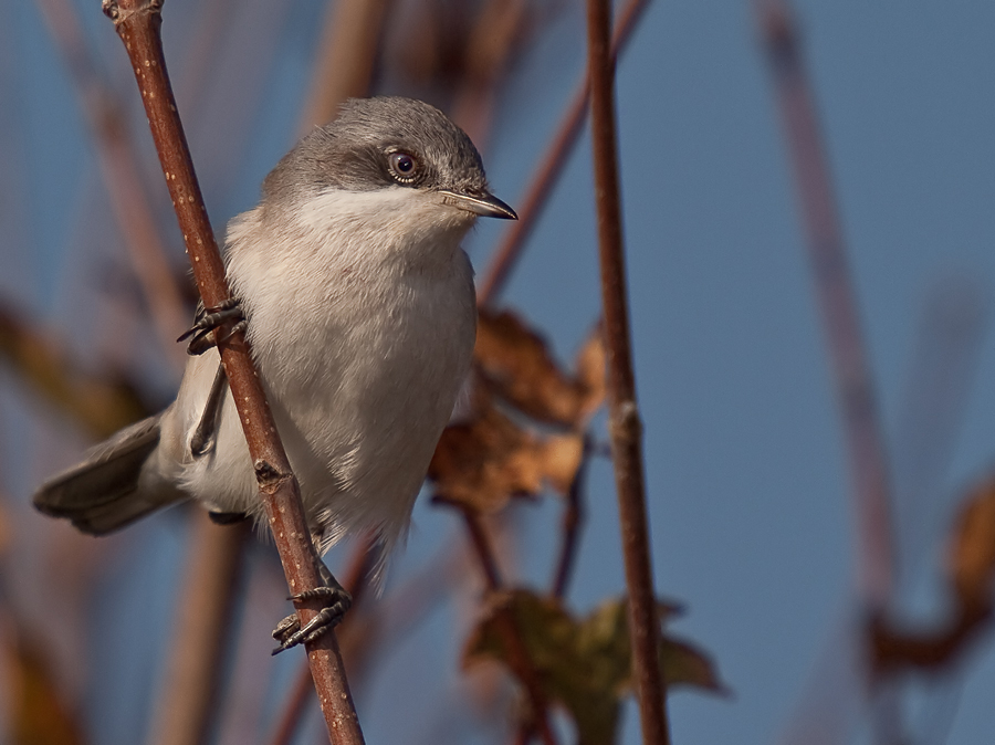 Lesser Whitethroat