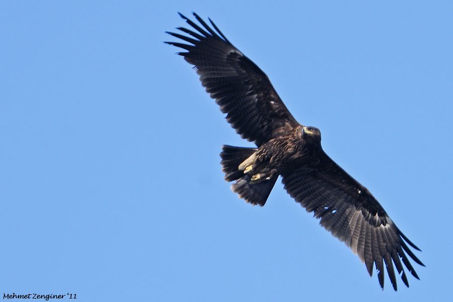 Greater Spotted Eagle
