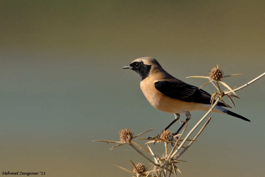 Black-eared Wheatear