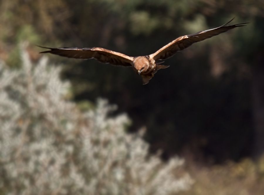 Western Marsh Harrier