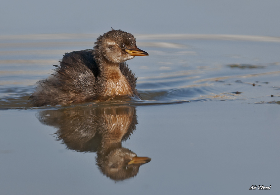 Little Grebe