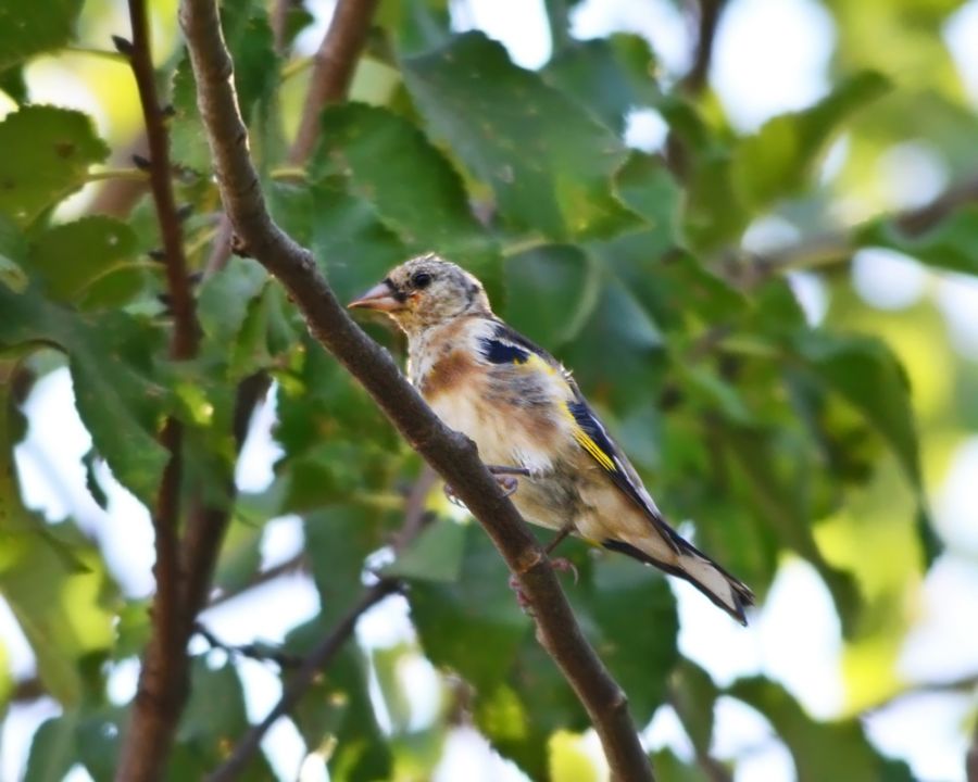 European Goldfinch