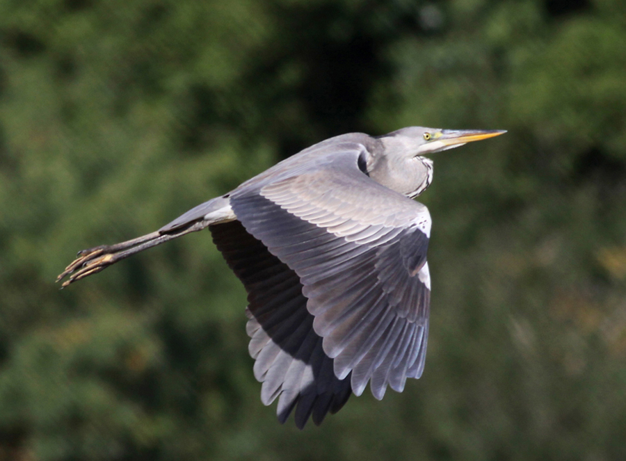 Grey Heron