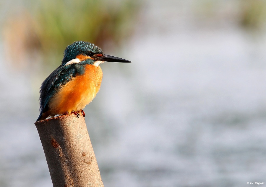 Common Kingfisher