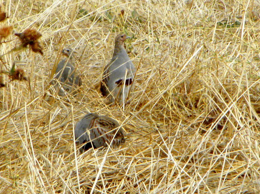 Grey Partridge