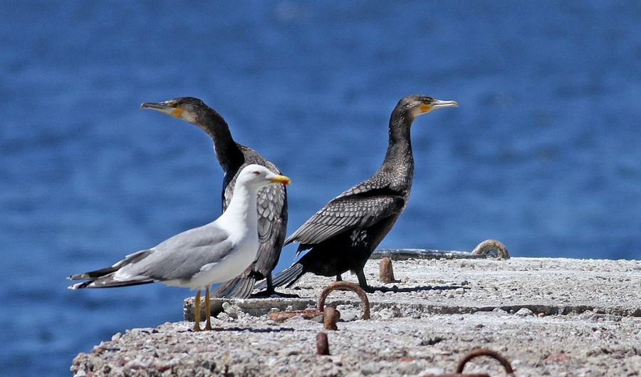 Great Cormorant