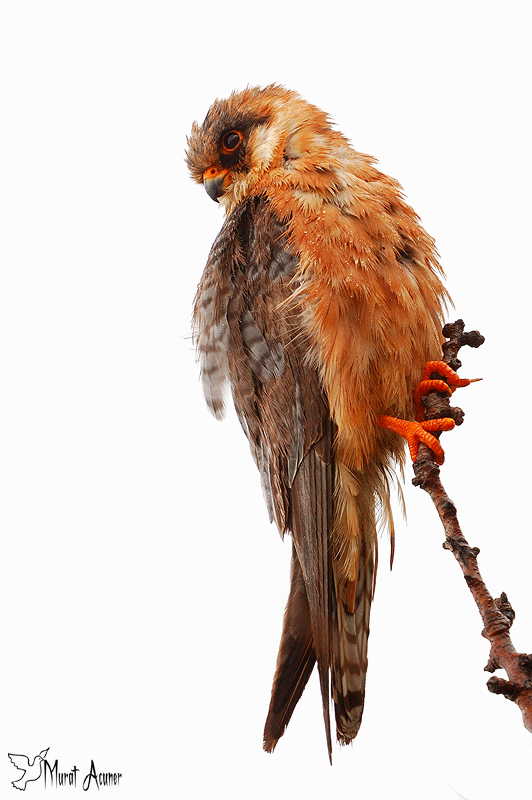 Red-footed Falcon