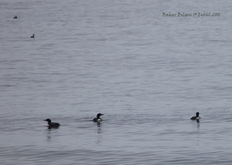 Common Loon