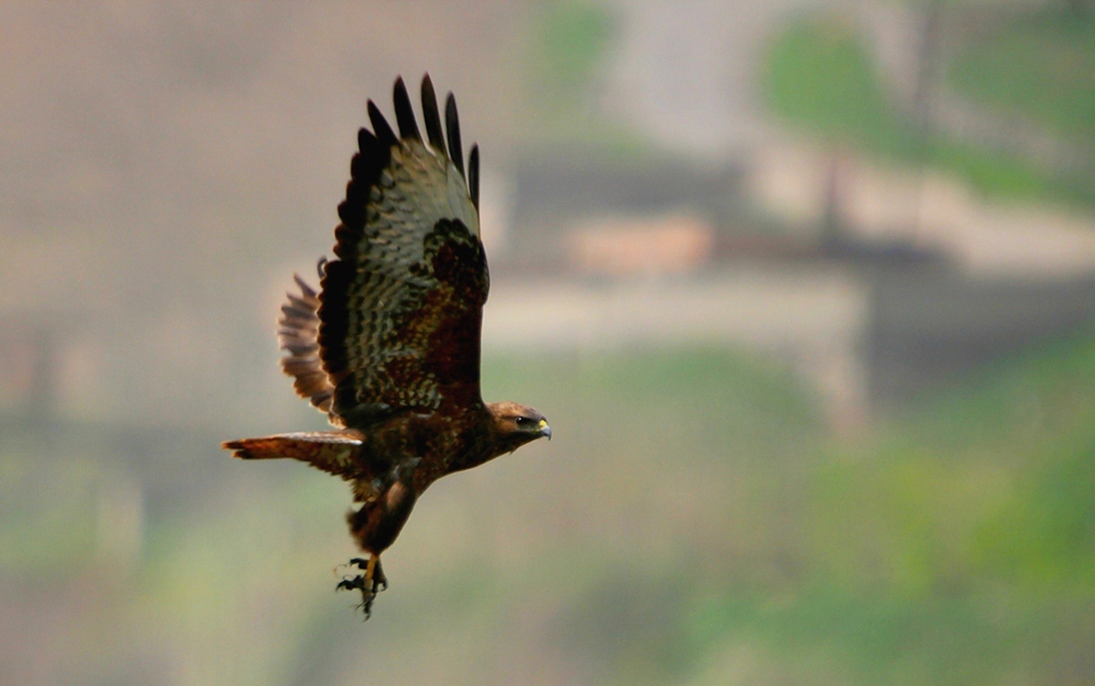 Common Buzzard