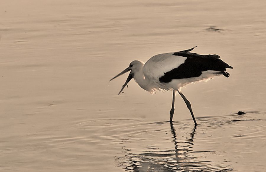 White Stork